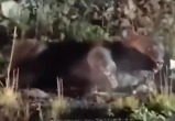В министерстве экологии Челябинской области прокомментировали ситуацию с убитым в Сатке медведем