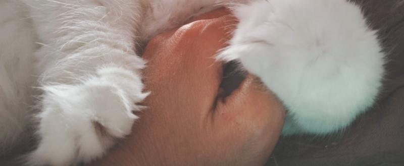 Я люблю тебя до слез…»: саткинцам рассказали о том, что делать, если  диагностирована аллергия на кошек | 18.08.2023 | Сатка - БезФормата