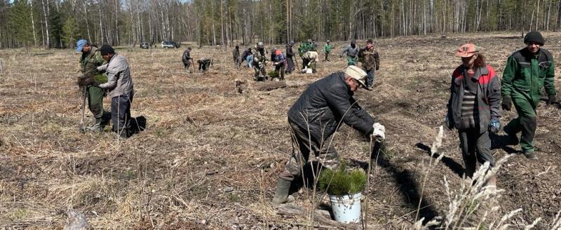 «За успехом в отрасли стоят люди»: лучших представителей лесного хозяйства Саткинского МР наградили по случаю профпраздника 