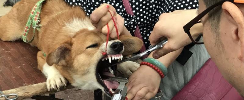Операции по удалению ногтей и подрезанию голосовых связок животным могут запретить в России 