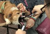Операции по удалению ногтей и подрезанию голосовых связок животным могут запретить в России 