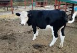 «Действовать незамедлительно!»: саткинцам рассказали порядок действий, в случае заболевания рогатого скота
