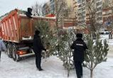 «Ель»: почти 4 тысячи хвойных деревьев изъяли из продажи полицейские региона 