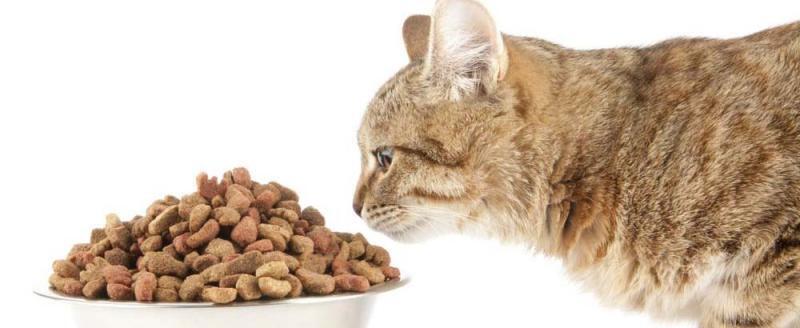 Мурка на диете: Россельхознадзор запретил ввоз в Россию кошачьих кормов ряда популярных марок