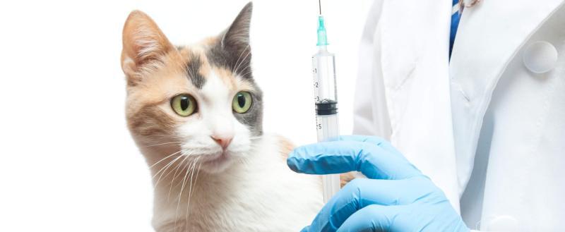 Позаботьтесь о своих питомцах: в Сатке пройдет бесплатная вакцинация животных от бешенства