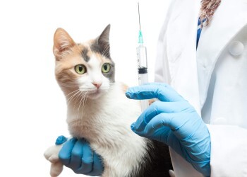 Позаботьтесь о своих питомцах: в Сатке пройдет бесплатная вакцинация животных от бешенства