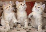 Побалуйте своих питомцев: сегодня отмечается День кошек