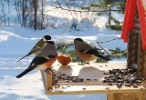 Помогли перезимовать пернатым: итоги экоакции «Покормите птиц» 