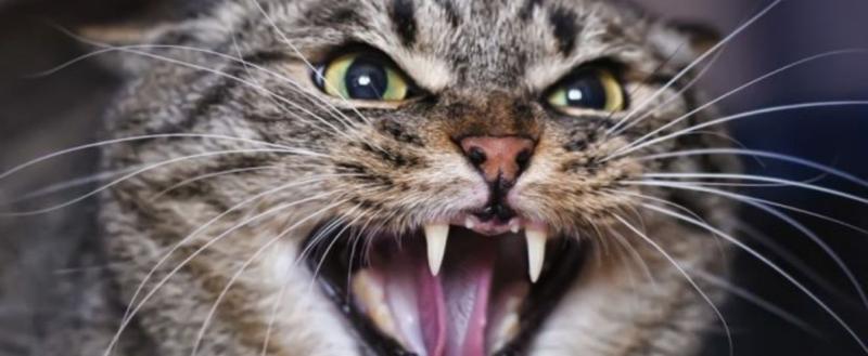 Агрессия у кошки: советы специалистов клиники «ПриVeT»  