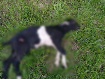 «Время бить во все колокола!»: в Чулковке собаки из частного приюта загрызли соседскую козочку