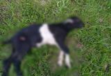 «Время бить во все колокола!»: в Чулковке собаки из частного приюта загрызли соседскую козочку