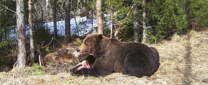 Пугающе и интересно: в нацпарке «Зюраткуль» показали медвежий обед