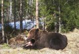 Пугающе и интересно: в нацпарке «Зюраткуль» показали медвежий обед
