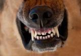 Живут по законам стаи: как избежать агрессии собак – саткинцам рассказала опытный собаковод