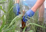 Купаться в «лягушатнике» опасно: в Саткинском районе провели анализ воды в водемах 
