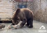 Квест пройден: саткинский медведь из челябинского зоопарка успешно справился с заданиями 