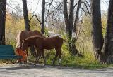 Межевчане опасаются, что гуляющие по посёлку лошади, могут нанести вред детям 