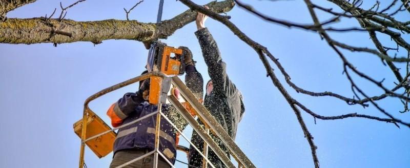 Взыскан материальный ущерб за небезопасные работы по опиловке деревьев в Бакале