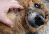 клещ укусил вашу собаку