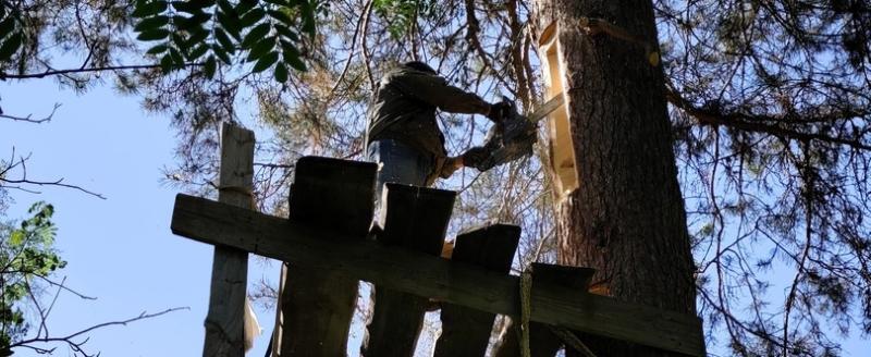 В нацпарке «Зюраткуль» ведётся работа по оборудованию бортевой пасеки