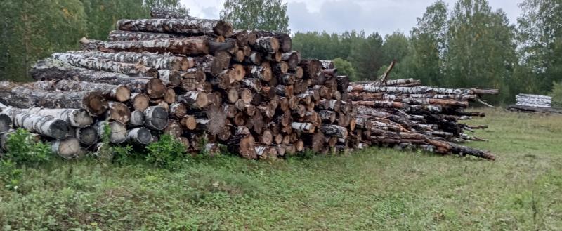 «Уже 10 лет боремся!»: жители Межевого переживают за вырубку леса