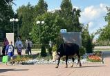 «Девчонки уже не те…»: в саткинский сквер пришли нежданные гости, устроив необычное зрелище «Девчонки уже не те…»: в саткинский сквер пришли нежданные гости, устроив необычное зрелище