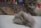 Колтуны у кошек Колтуны у кошек
