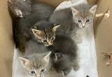 6 котят подкинул мужчина в визит-центр у тропы на хребет Зюраткуль