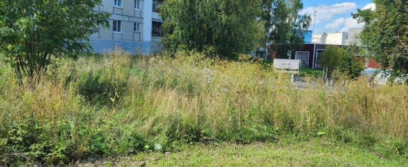 Жители Западного утверждают, что живут рядом с опасными растениями
