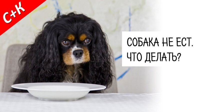 Собака отказалась от еды