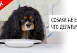 Собака отказалась от еды Собака отказалась от еды