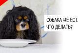 Собака отказалась от еды