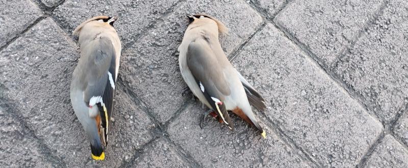 В Сатке на центральной улице лежат «пьяные» птицы
