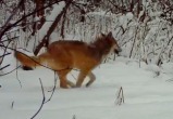 Национальный парк &laquo;Зюраткуль&raquo;: в объектив видеоловушки попала стая волков яркого окраса