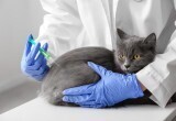 Ежегодная вакцинация кошек