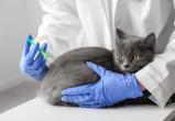 ПриVet: ежегодная вакцинация кошек