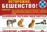 Спасти от бешенства: саткинская ветлечебница проводит бесплатную вакцинацию животных