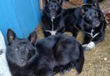&laquo;Доброта на четырёх лапах&raquo;: семье бездомных собак п. Межевой требуется помощь 
