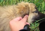 Сезон клещей