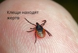 Сезон в разгаре. Клещи в Саткинском округе очень активны