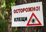 Первый зараженный. Клещи &laquo;держат&raquo; в тонусе жителей региона и Саткинского округа