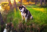 Летние угрозы для питомцев