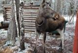 Обыкновенное чудо: в доме лося &laquo;Сохатка&raquo; у лосихи Гульчатай родилась двойня