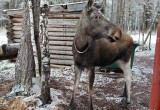 Обыкновенное чудо: в доме лося &laquo;Сохатка&raquo; у лосихи Гульчатай родилась двойня