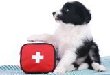 Ветклиника ПриVet: аптечка вашего питомца