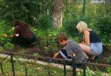 Трудовой десант Саткинского реабилитационного центра привел в порядок цветники