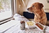 Перевозка животных 