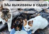 &laquo;Сезон дачных расставаний&raquo;: почему кошки становятся лишними в конце лета?