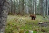 А что у нас с медведями? Косолапые продолжают выходить к людям